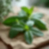 Sage leaves demonstrating natural ingredients