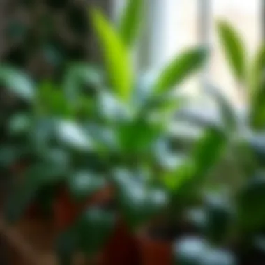 Close-up of a diverse selection of resilient indoor plants